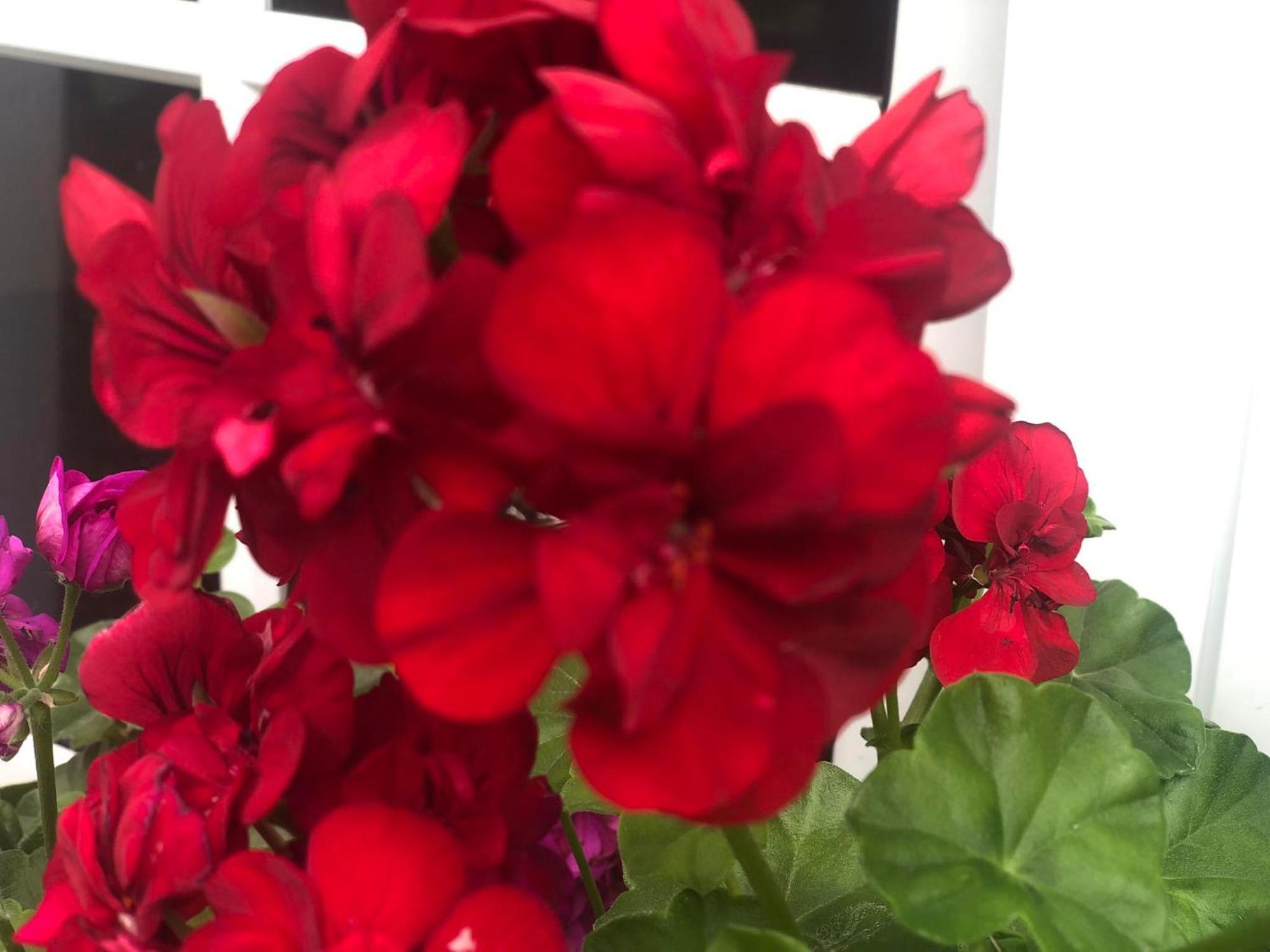 Vivenda Flor Villa Ponta Delgada  Ngoại thất bức ảnh